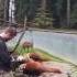 Red Pandas In The Redwoods