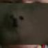 DON T STOP ME GABE Bork Mini Dog Remix