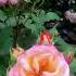 Роза Дионисия в моем саду 26 06 2021 Dionisia Rose In My Garden Enrico Barni Италия 2002 Shorts