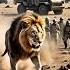 Epic Battle Animation A Lion Vs An Army Shorts Lion Shortsviral