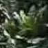 YANNI Butterfly Dance