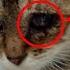 A Blind Kitten Was Dying Of Hunger On The Street He Miraculously Gained A Chance To Live