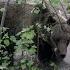 What S Happened To Grizzlies Since They Were Put On The Endangered Species List
