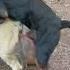 Amazing Dogs Breeding Mating Boerboel Mastiff