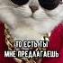 Смешные коты Майя смешныекоты кошка Shorts
