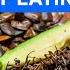 Should We All Be Eating Insects BBC REEL
