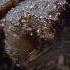 These Turtles Defrost After Freezing In The Winter BBC Earth