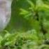Вечернее пение соловья Трели соловья и кукушка