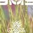 GMS 30th Anniversary Ozora Festival 2024