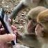 Monkey Using Smart Phone