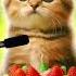 HAPPY BIRTHDAY IBRAHIM HAPPY BIRTHDAY SONG WITH NAMES Adorable Cute Cat Cat Cute