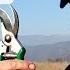 Как я научился обрезать виноградную лозу в Грузии
