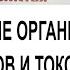Чистим кровь Очищение организма от шлаков и токсинов