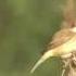 Болотная камышевка Acrocephalus Palustris Bechstein 1798
