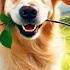 24 Hours Of Dog TV Calming Sleep Music For Your Dog Soothing Music For Dogs With Stress Anxiety