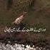 Surah Rahman Rehman Urdu Translation Urdu Tarjuma Urdutranslationofquran Surahrahman
