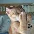 MK Begadang Di Rumah Sakit Cat Lucukucing Memekucing Meme