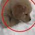 Golden Retriever Puppy Experiences Snow For The First Time Too Pure Shorts