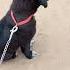 Cute Puppy Bark 3 Shorts Dogvoice Puppysounds Dogsound Barking