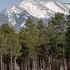 Coconino National Forest Shorts