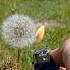 Як горить кульбаба Burning Dandelion Burningdaylight Dandelions кульбаба