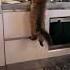 Воздушный поцелуй Shorts Funny тикток Tiktok а4 Ufo Cat Cats Kitten кошки