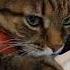 Про фальшивых Cat кот котушка юмор приколы цитаты