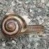 Little Snail Educational Video For Toddlers Kids Songs