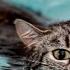 Смешные истории про животных Коты не Боятся Воды