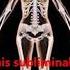 Feminine Bone And Muscle Structure Subliminal Renewed With Much Stronger Affirmations