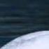 Nightwish The Crow The Owl And The Dove Lyrics