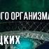 НУМЕРОЛОГИЯ ЛАБИРИНТ Тайны человеческого организма Кармацких Тимофей