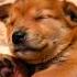 This Tiny Puppy Is Dreaming Watch His Paw Puppy Ai Shortfilm
