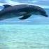 Dolphin Dreams Melody Oceans Zen And Relaxation