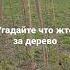 что за дерево