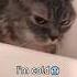 Cats Speaking English