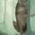 My Dream Wolf Dancing