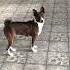 Pet Dogs Basenji 2 Shorts