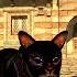 SKYRIM MOD New Cats For The World Of Rudra 2