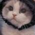 мяу я бы хотела стать котёнком Meme I Like Cats 3