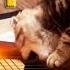 ТОМЫЧ ИГРАЕТ НА ГИТАРЕ Cat Plays Guitar
