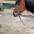 лошади конноеранчо Horse лошадки любовь арабскиелошади Dance моялошадь лошадь продажалошадей