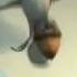 Scrat Story 11 ICE AGE 2
