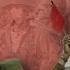 If You Want To Eat The Jam Don T Catch Soviet Afghan War Song