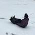 Naga Lad Enjoying The Snow In New York Trendingshorts Snow