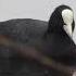 Coot Having Lunch