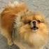 Собака лает Померанский шпиц 2 Shorts Dog Barks Pomeranian Spitz क त त 狗 犬 개 Hund Chien 犬 İt Ит