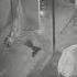 CCTV CAMERA FOR ANIMAL SHADE IN NIGHT VISION
