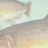 MuseScore 3 6 Schubert Liszt Die Forelle The Trout Форель