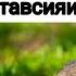 Пешоброни дар хоб чи бояд кард Мочеиспускание во сне